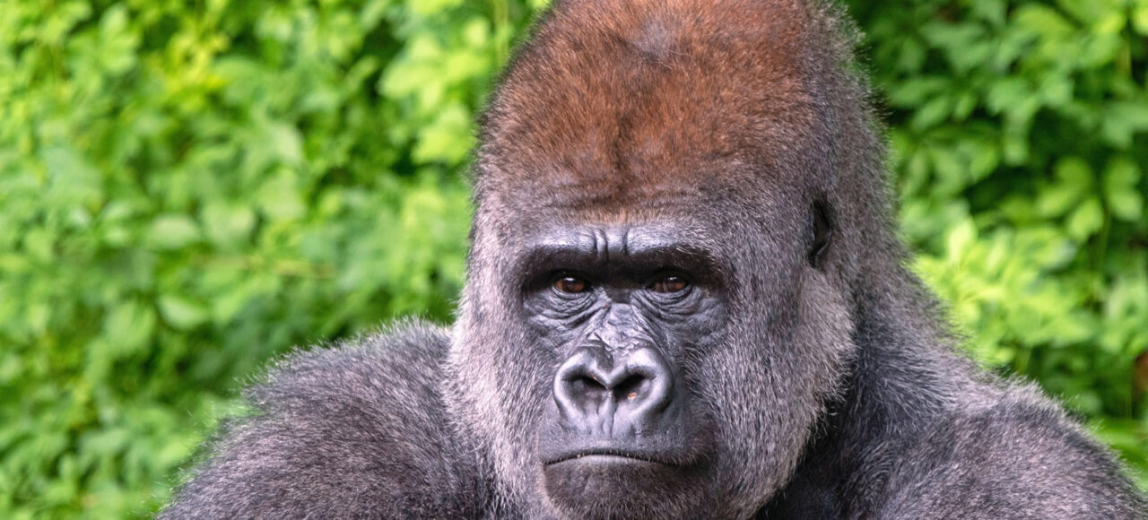 Plan Trip to Uganda