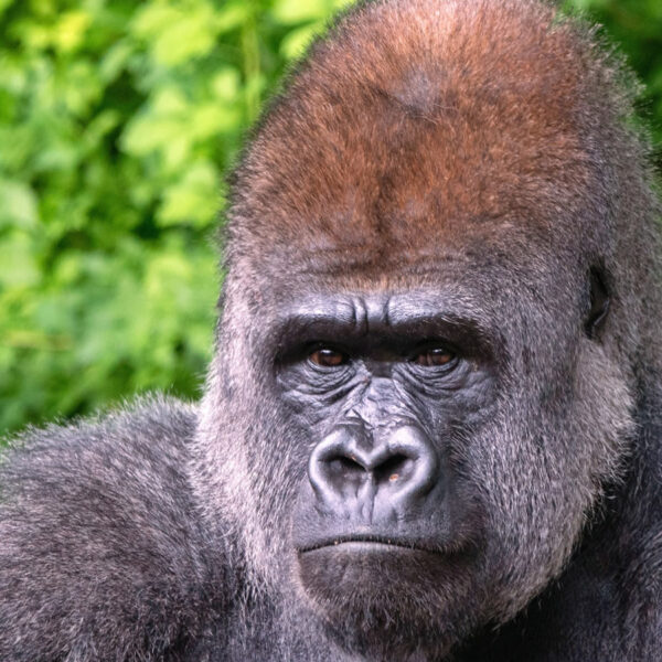Plan Trip to Uganda