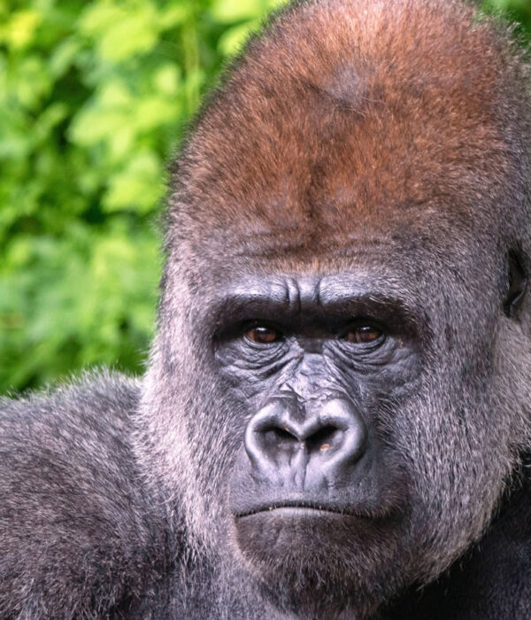 Plan Trip to Uganda