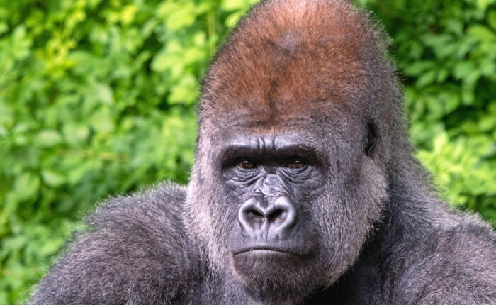 Plan Trip to Uganda