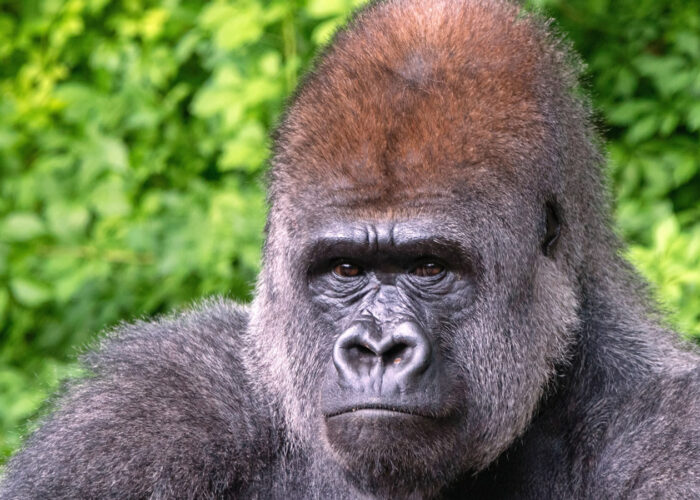 Plan Trip to Uganda