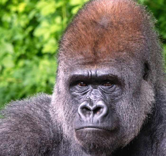 Plan Trip to Uganda