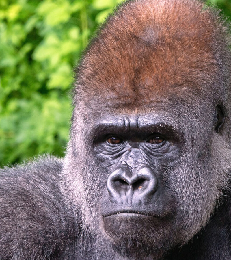 Plan Trip to Uganda