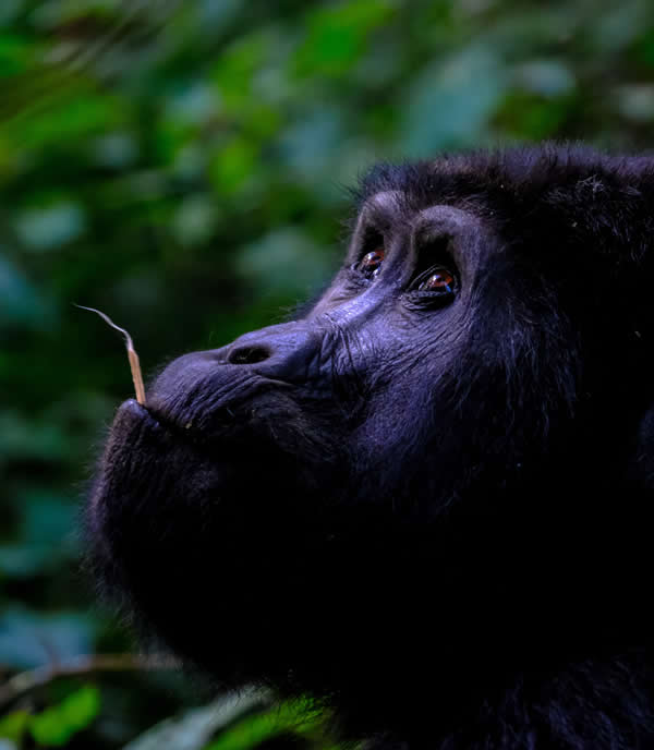 Plan Trip to Uganda