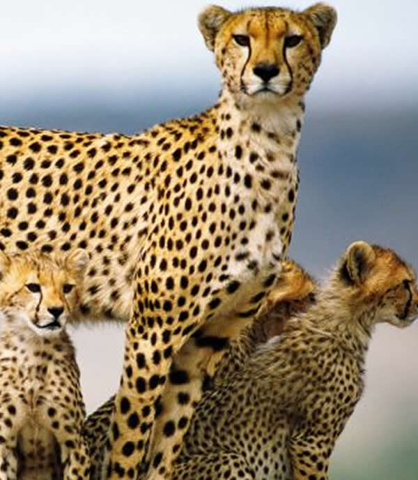 Plan Trip to Uganda