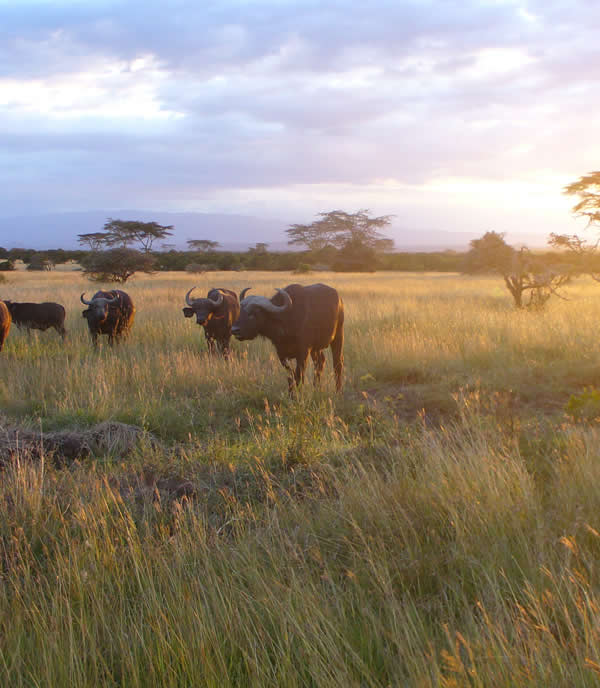 Plan Trip to Uganda