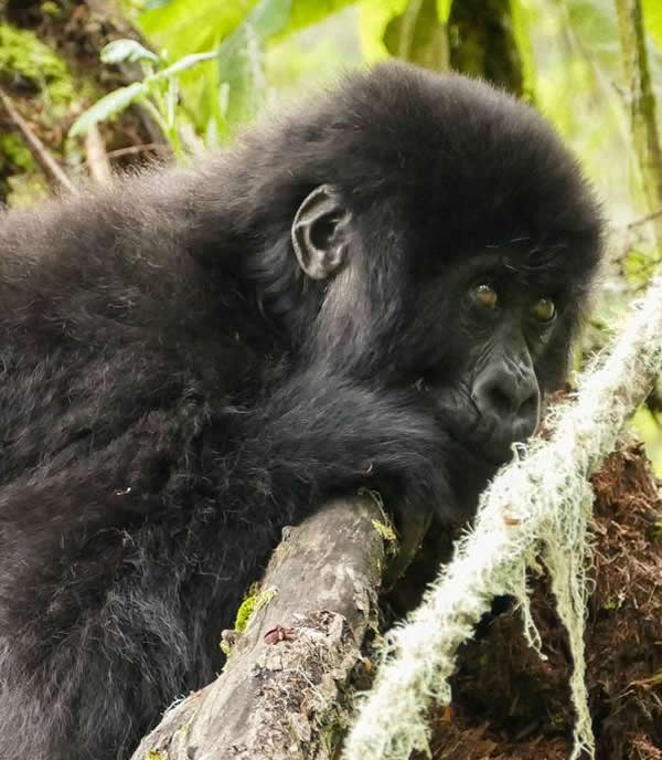 Plan Trip to Uganda